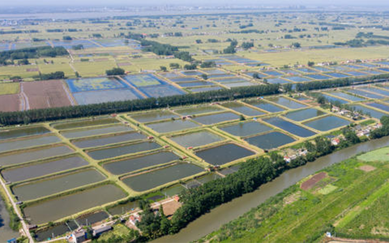 The aquaculture sector develops rapidly under policy support
